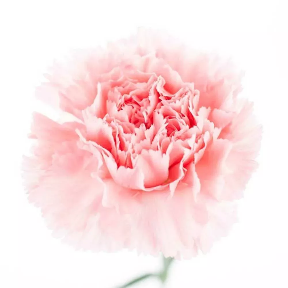 Carnation Fragrance Oil (Oil Soluble), Organic