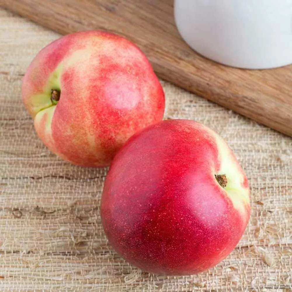 Organic Nectarine Flavor Oil for Lip Balm